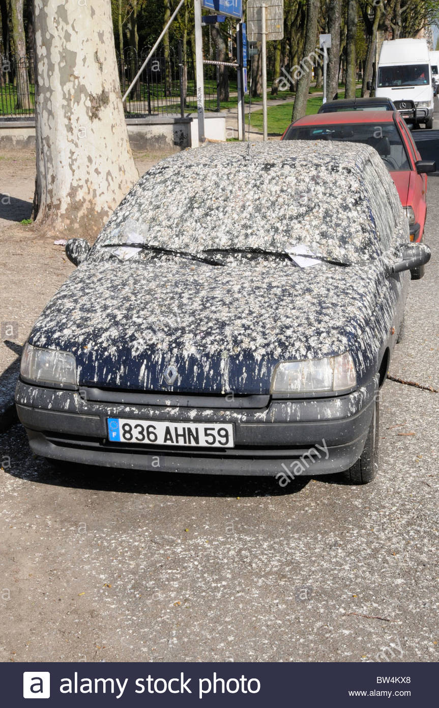 Bird Poop On Cars Auto Tune
